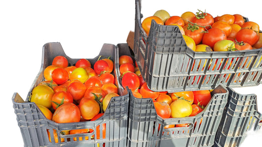 Tomato 1 box